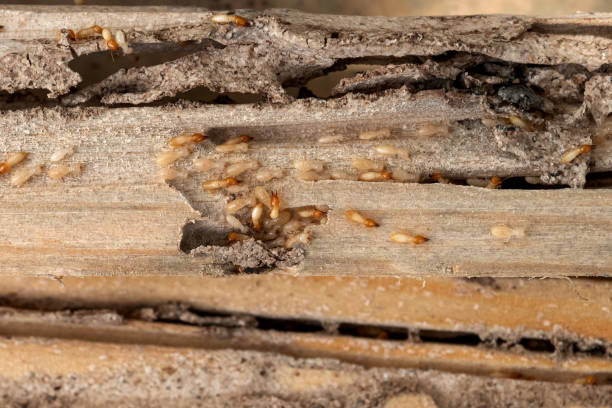 Wasp Removal Services in Ridgetop, TN