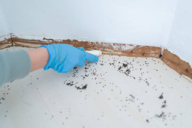 Best Termite Control Services  in Ridgetop, TN